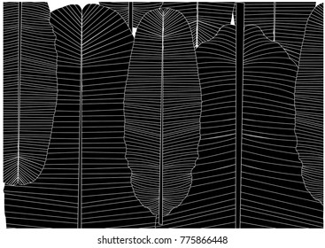 Tropical Leaves design background wallpaper.- Illustration, Tropical Climate, Plant, Palm Leaf, Banana Leaf