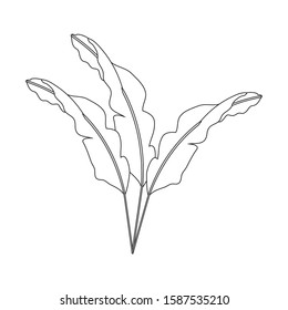 Tropical leaves design, Nature summer plant botany tree and decoration theme Vector illustration