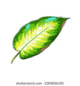 Tropical leaves of Dieffenbachia on a white background. Multicolored leaf of decorative plant isolated. Hand drawn. Cartoon. Vector illustration.