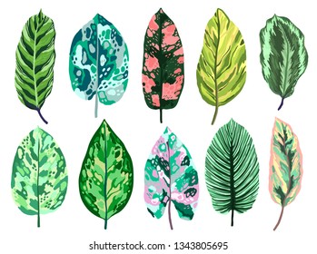 Tropical leaves diffenbachia set collection. Vector isolated elements on the white background. Leaf exotic motley color. Evergreen plant.