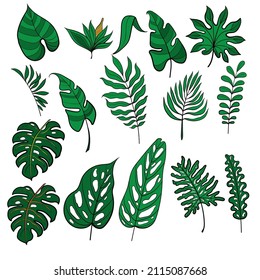 Tropical leaves of different types on a white background