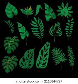 Tropical leaves of different types on a black background