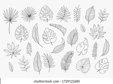 Tropical Leaves in doodle style. Vector hand drawn black line design elements. Exotic summer botanical illustrations. Monstera leaves, palm, banana leaf.
