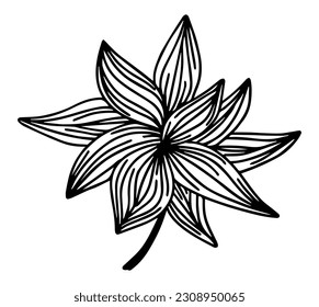 Tropical leaves in doodle style. Vector black line design element. 
