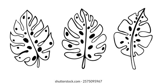 Tropical Leaves in doodle style. Vector hand drawn black line design elements. Exotic summer botanical illustrations. Monstera leaves.
