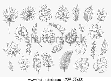 Tropical Leaves in doodle style. Vector hand drawn black line design elements. Exotic summer botanical illustrations. Monstera leaves, palm, banana leaf.
 Foto stock © 