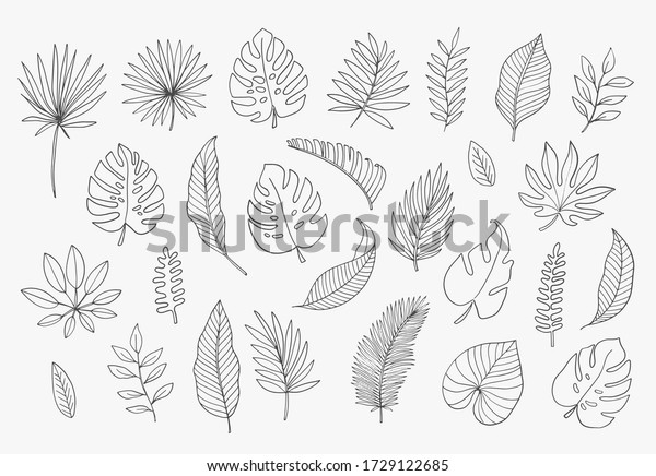 Tropical Leaves in doodle style.\
Vector hand drawn black line design elements. Exotic summer\
botanical illustrations. Monstera leaves, palm, banana\
leaf.\
