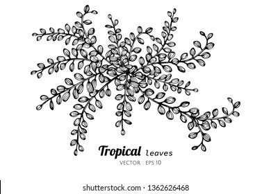 Tropical leaves drawing illustration. for pattern, logo, template, banner, posters, invitation and greeting card design.

