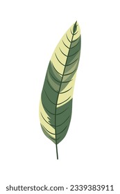 Tropical leaves Elements. Hand-drawn vector illustration. Tropical leaves and abstract exotic plan vector design elements on the white background.