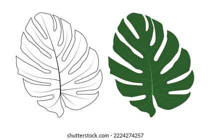 Tropical leaves elements on the white background, Hand drawn vector illustration