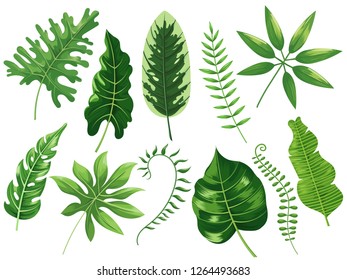 Tropical leaves. Exotic tropic leaf, botanic rainforest and tropics travel leafs painting. Botanical plants ficus, philodendron green leaf. Cartoon vector isolated illustration icons set