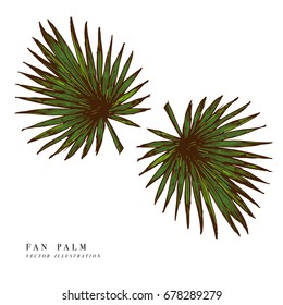 Tropical leaves - fan palm. Hand drawn background. Vector illustration. Engraved jungle leaf isolated on white background