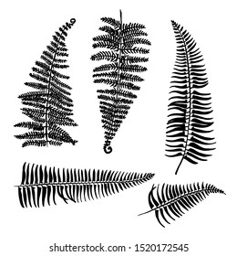 Tropical leaves fern. Black silhouettes of leaves of tropical plants.