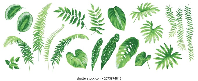 Tropical leaves: fern, Monstera, Philodendron, Calathea, Homalomena. Vector isolated elements on a white background. Realistic botanical illustration. Exotic plants set.