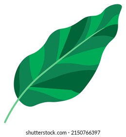Tropical leaves and floral decoration for exotic flowers, isolated leafage of banana. Monstera botany plant with wide foliage. Subtropical climate environment, florist shop. Vector in flat style