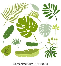 Tropical leaves, floral tropical elements, isolated vector illustration