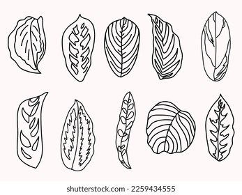 Tropical leaves, floral elements, outline icons. Different types of leaves of tropical plants