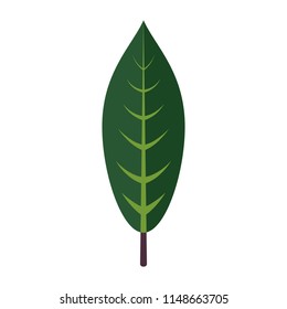 Tropical leaves floral icon. Autumn wood and exotic leaf decoration for botanical background.