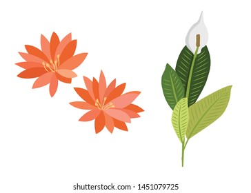 Tropical leaves and flower illustration - Peace lily air purifying - Vector 