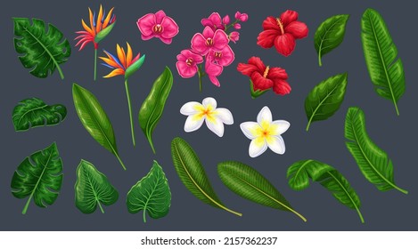 Tropical leaves and flowers in cartoon style, vector illustration. Jungle exotic leaf philodendron, monstera, areca palm, royal fern and plumeria. Strelitzia, hibiscus and orchid.