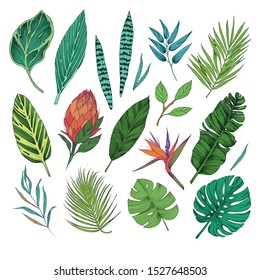 Tropical leaves and flowers collection. Vector isolated elements on the white background.