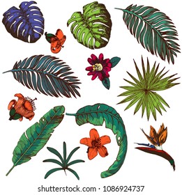 tropical leaves and flowers, set , hand drawing , vector illustration isolated on white background