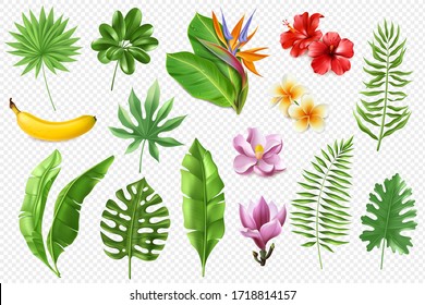 Tropical leaves and flowers set of realistic on a transparent background. Vector illustration