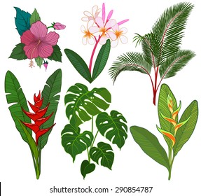 Tropical leaves and flowers vector illustration
