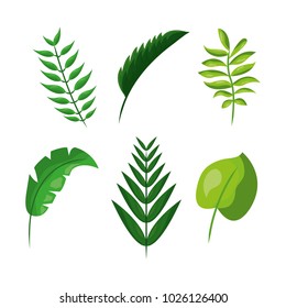 tropical leaves foliage frond plant botanical