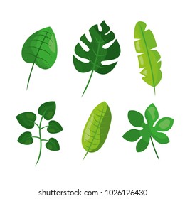 tropical leaves foliage frond plant botanical
