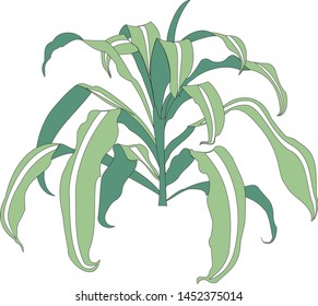 Tropical leaves foliage plant bush floral arrangement nature backdrop isolated on white background, clipping path included.