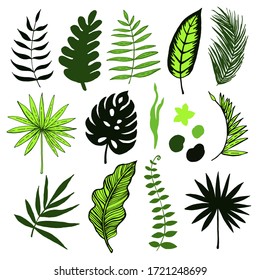 Tropical Leaves Graphic illustration. Hand drawn sketches of leaves of tropical trees. Vector illustration.