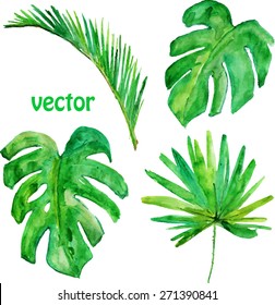  tropical leaves. Hand drawn leaves illustration in watercolor.