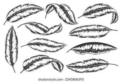 Tropical leaves hand drawn set. Minimalistic abstract exotic branches isolated on white background. Trendy botanical engraving black line art. Banana palm leaf in sketch graphic doodle style