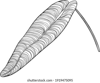 Tropical leaves. Hand drawn vector illustration. Leaves isolated on white.