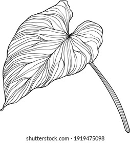 Tropical leaves. Hand drawn vector illustration. Leaves isolated on white.