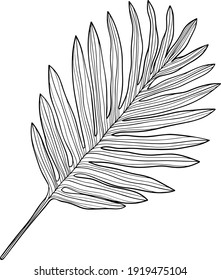 Hojas tropicales. Ilustración vectorial dibujada a mano. Hojas aisladas en blanco.