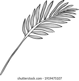 Tropical leaves. Hand drawn vector illustration. Leaves isolated on white.