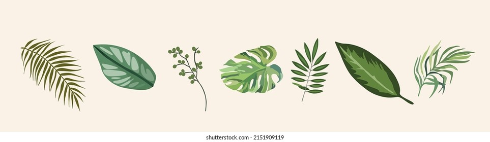 Hojas tropicales dibujadas a mano ilustraciones vectoriales establecidas. 