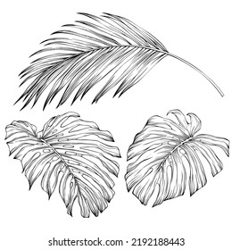 Tropical leaves. Hand drawn vector illustration isolated on white. Eps 10