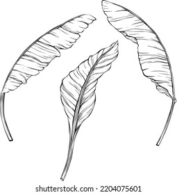Tropical leaves. Hand drawn vector illustration isolated on white. Eps 10