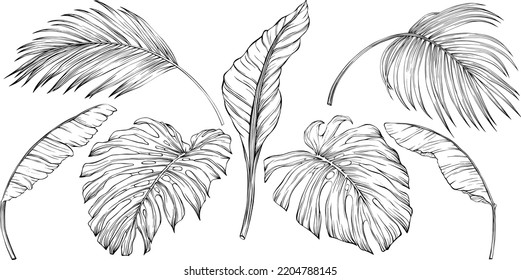 Tropische Blätter. Handgezeichnete Vektorgrafik einzeln auf Weiß. EPS10