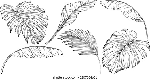Hojas tropicales. Ilustración vectorial dibujada a mano aislada en blanco. Eps 10
