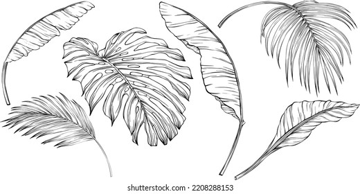 Tropical leaves. Hand drawn vector illustration isolated on white. Eps 10