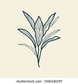 Tropical leaves icon outline drawing. Minimal floral vintage style. Doodle plant vector illustration. Pure nature organic brush. Line drawing. Botanical floral badge. Eco product emblem.