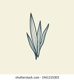 Tropical leaves icon outline drawing. Minimal floral vintage style. Doodle plant vector illustration. Pure nature organic brush. Line drawing. Botanical floral badge. Eco product emblem.