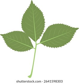 Tropical Leaves Illustration. Flat Cartoon Design of Plant and Flower. Isolated Vector