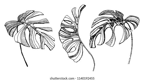 Tropical Leaves Illustration. Set Of Vector Monstera Leaves.