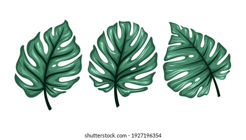 tropical leaves illustration. set of vector monstera leaves. - Vector