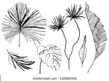 tropical leaves illustration. vector set. hand drawn art.